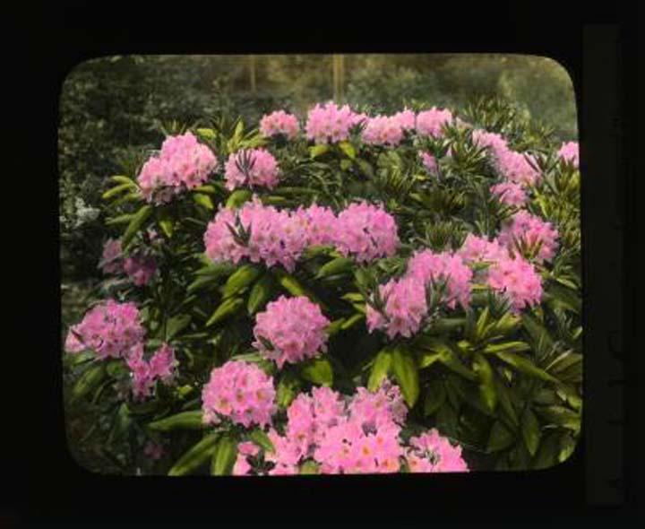 archives-rhododendronsinbloom