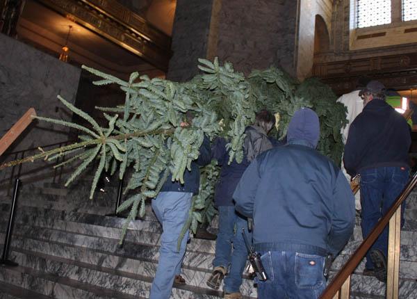 Holiday tree is brought up