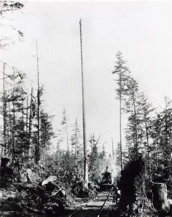 Logging railroad photo