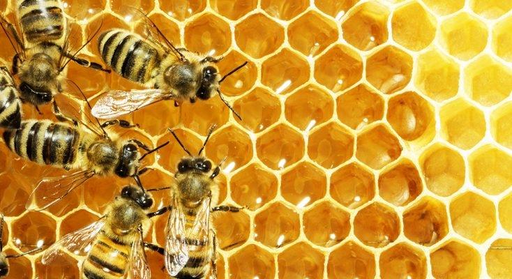 bee-hive-header-734x400