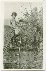 Billie Legg picking apples in Manson, Washington, 1924