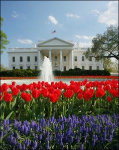 Red tulips and north view of the White House