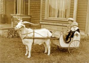 Two children in a buggy or cart behind a harnessed goat, Bellingham, WA, 1928. Nooksack Valley Heritage, WRH.