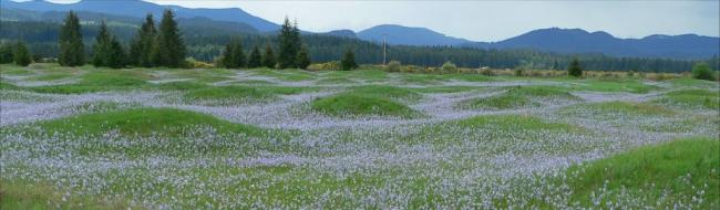 mounds-with-camas